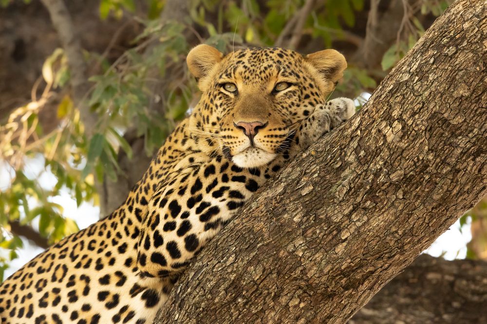 Photograph by Raquel Barao