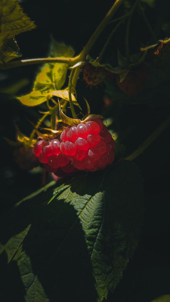 Фотография автора Кристина Шефер