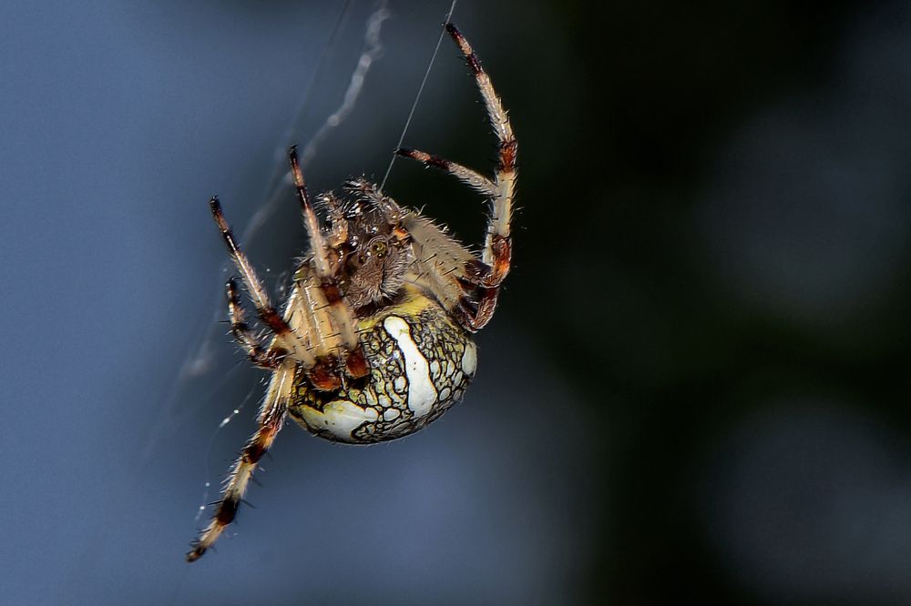 Photograph by Александр Шипиленко