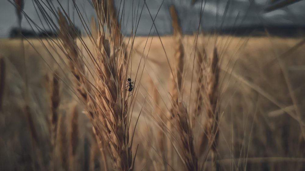 Большой мир маленькой жизни