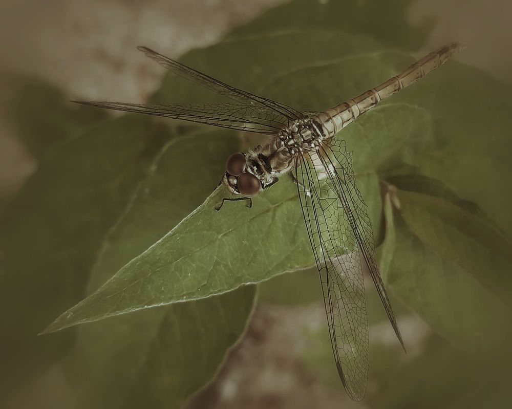 Фотография автора Olga Kunakova