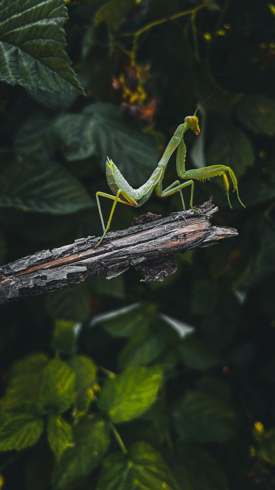 Фотография автора Кристина Шефер