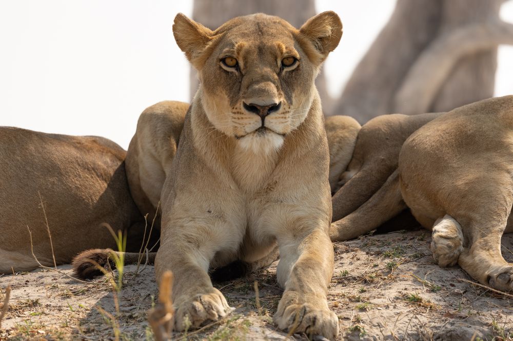 Photograph by Raquel Barao