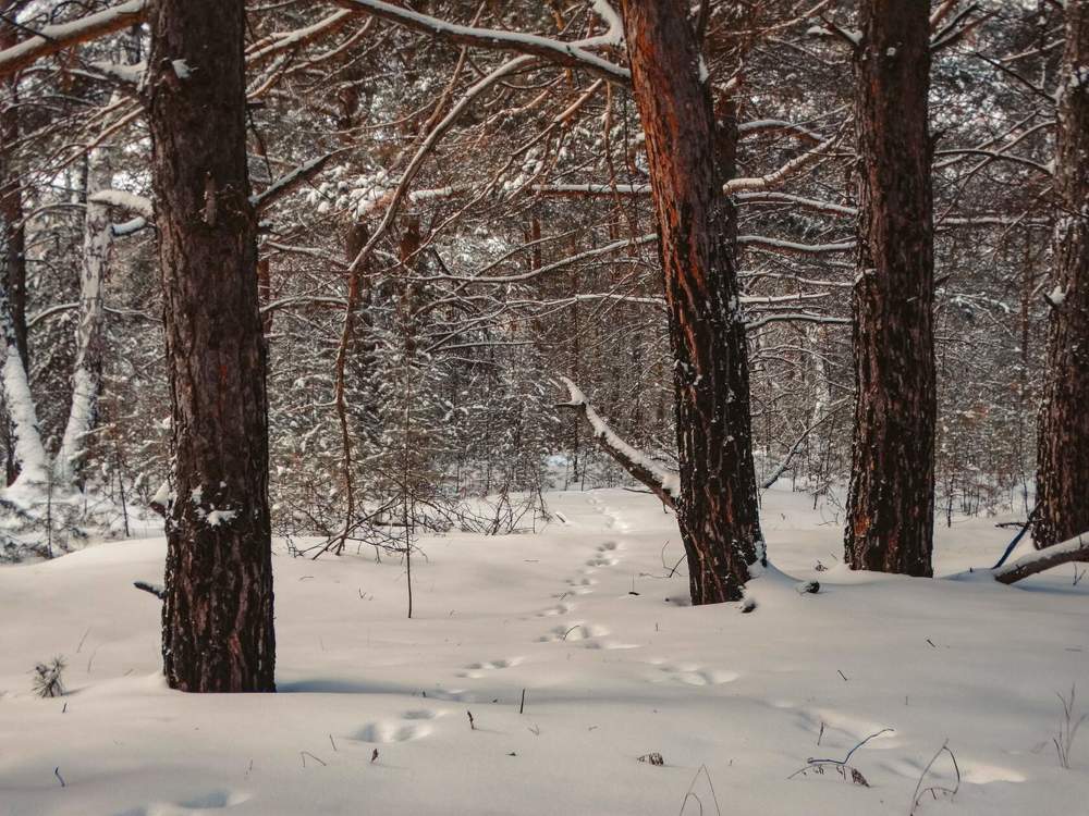 Photograph by Анжелика Трошина