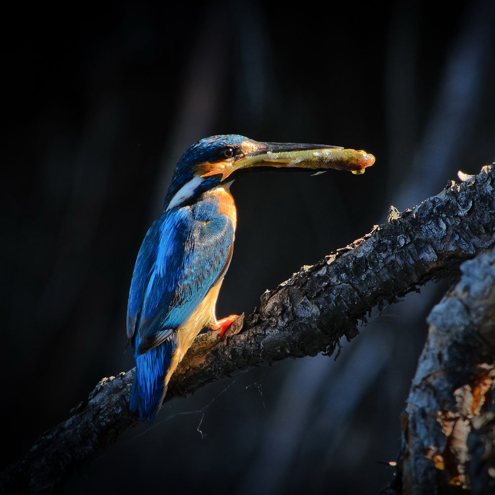 Photograph by Оксана Маховская