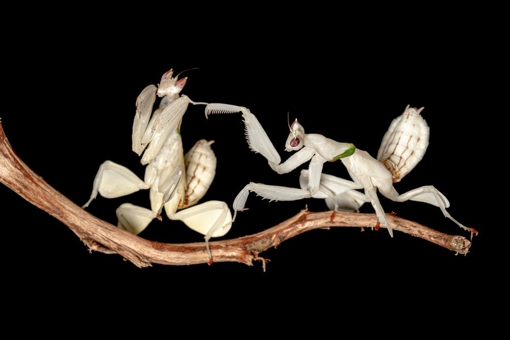 Hymenopus coronatus ( Orchid Mantis )