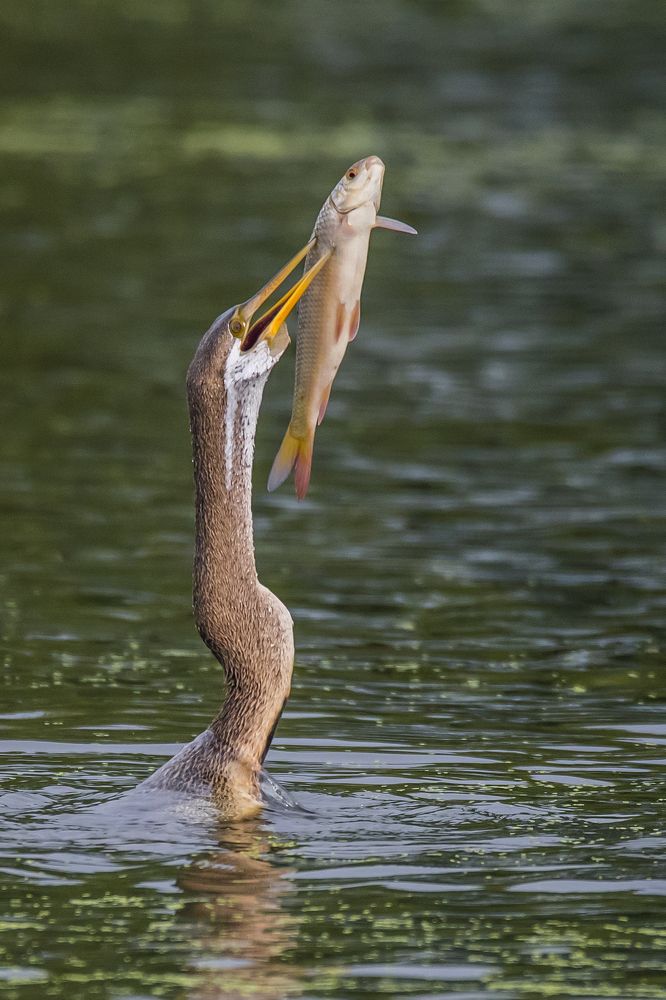 DARTER WITH FISH CATCH