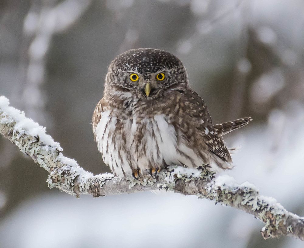 Photograph by Павел Бабенко