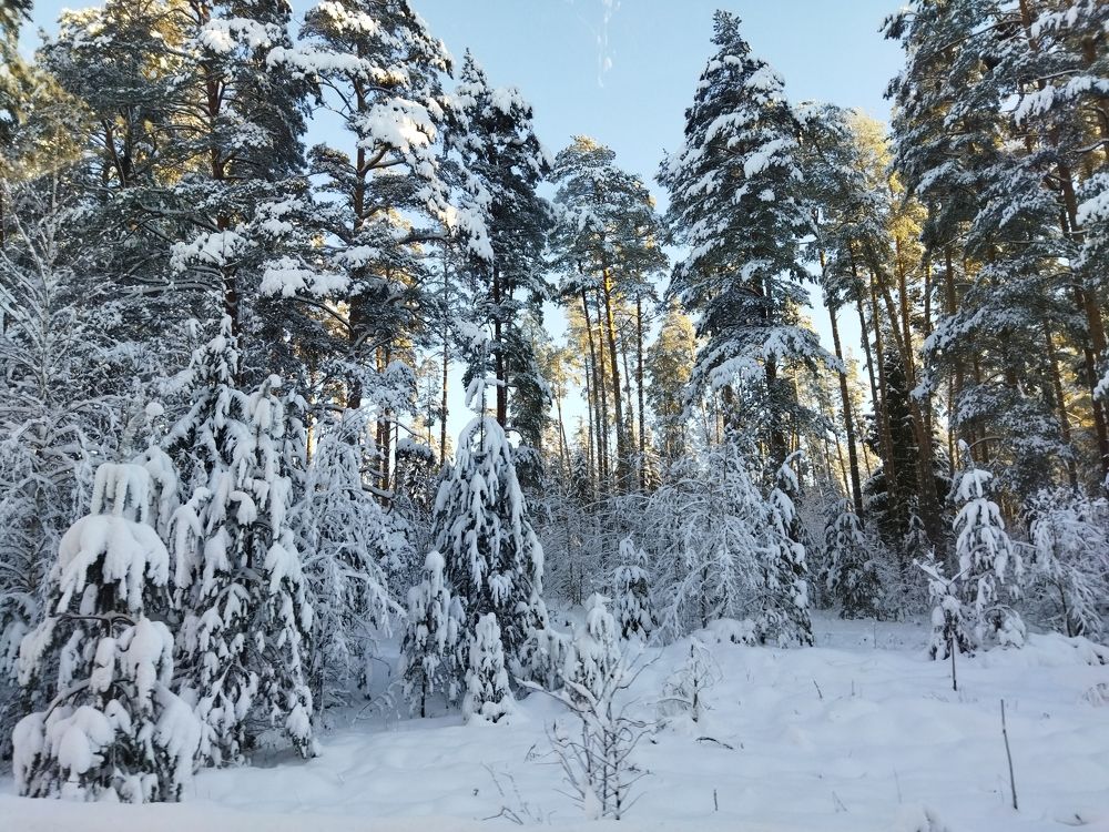Фотография автора Ксения Бушуева