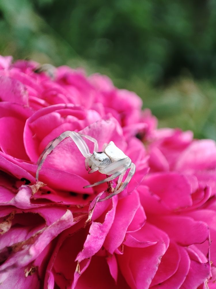 Photograph by Ирина Шевчук