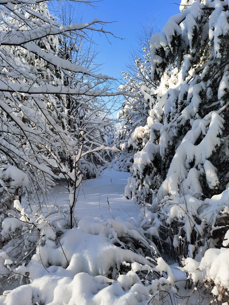 Лесная сказка