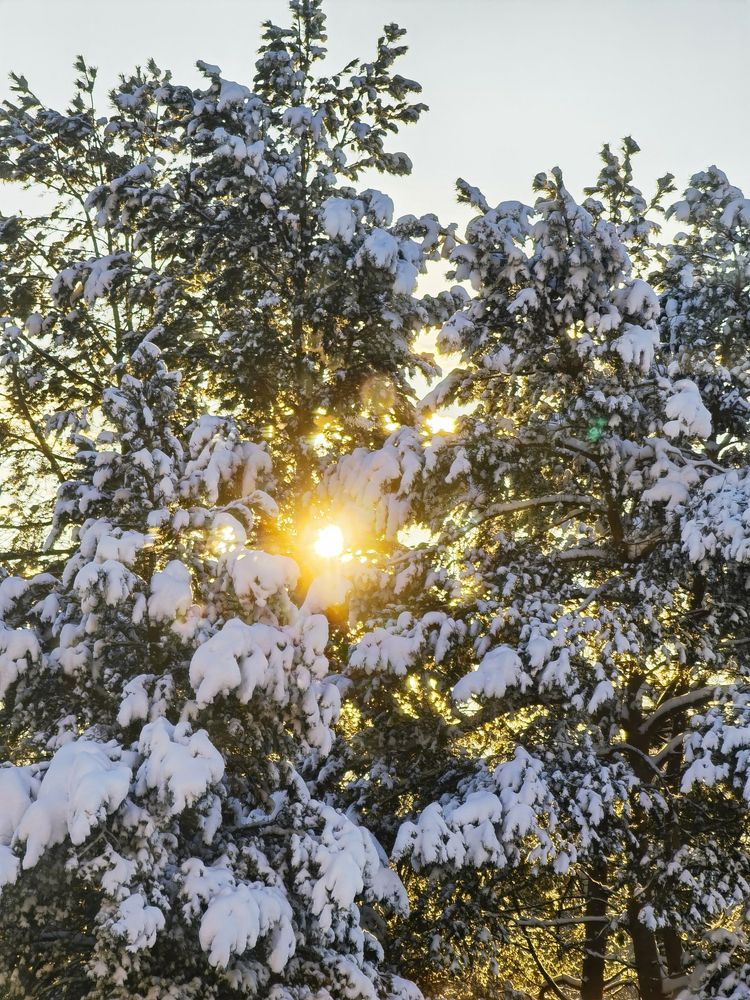 Зимнее солнышко.