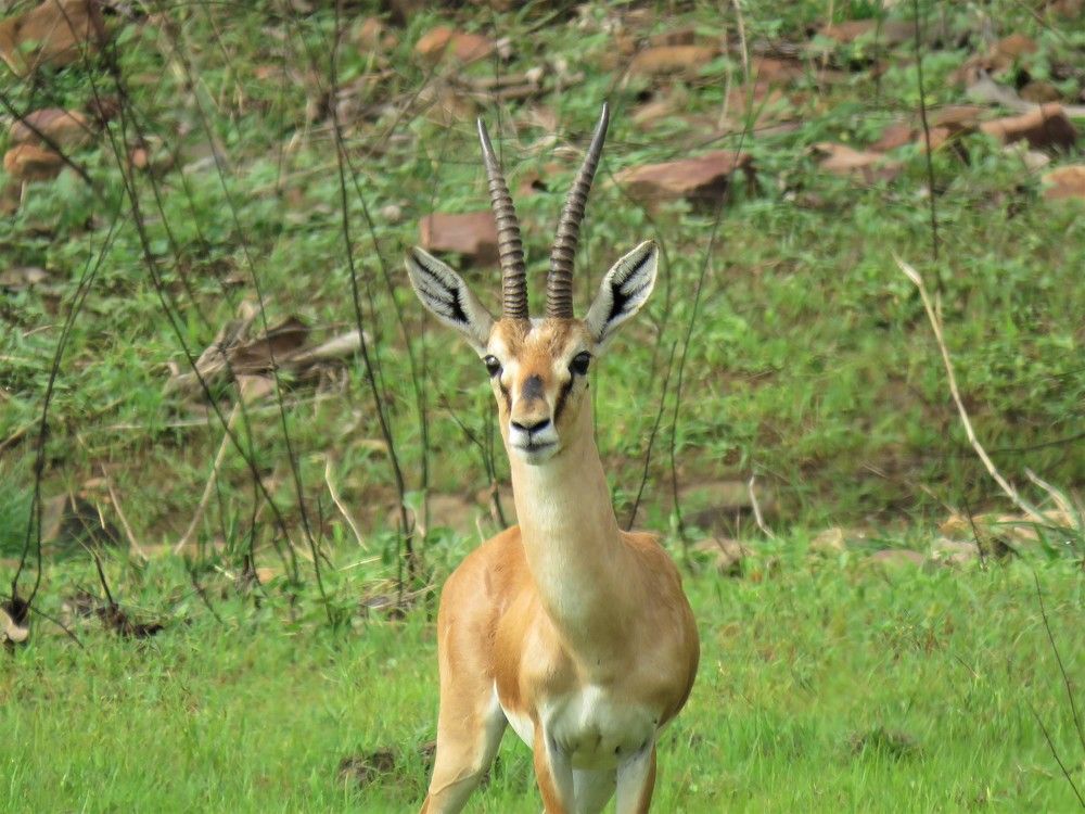 Male gazelle head on