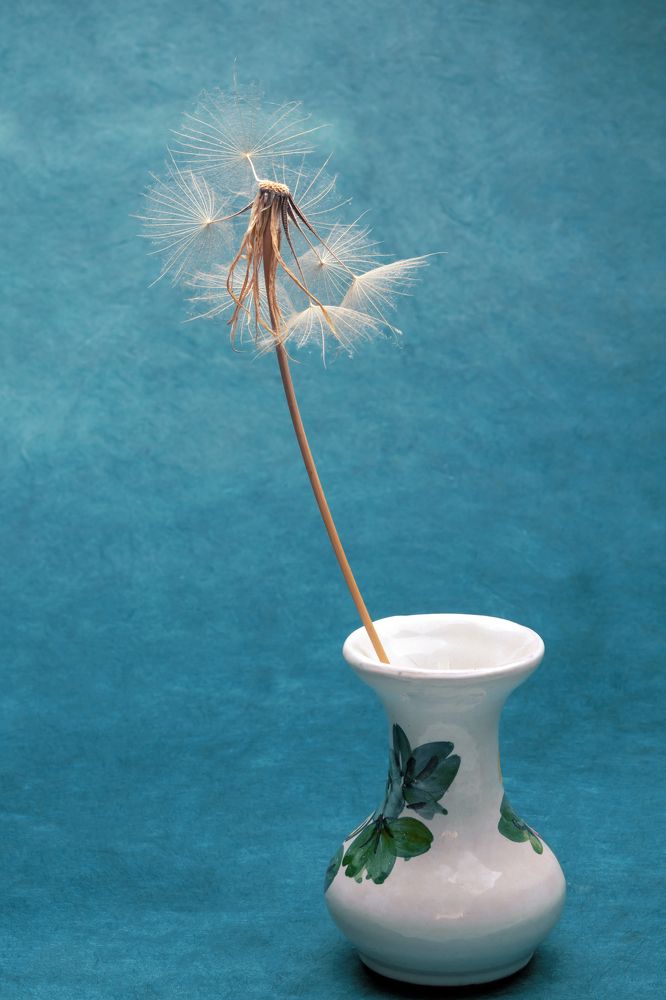 Dandelion in a vase