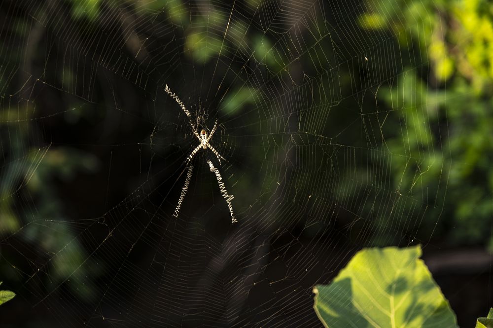 Фотография автора Vijay Richhiya