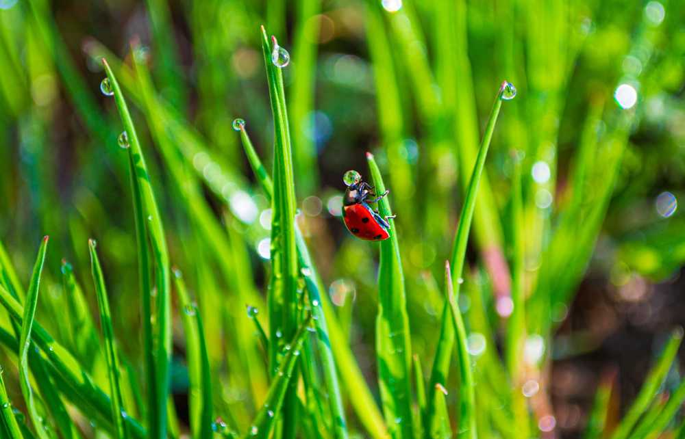 Фотография автора Воадислав