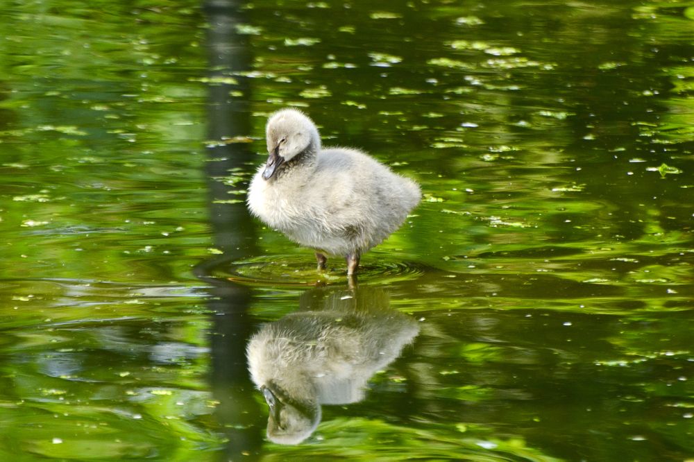 Photograph by Mathew Nishanth