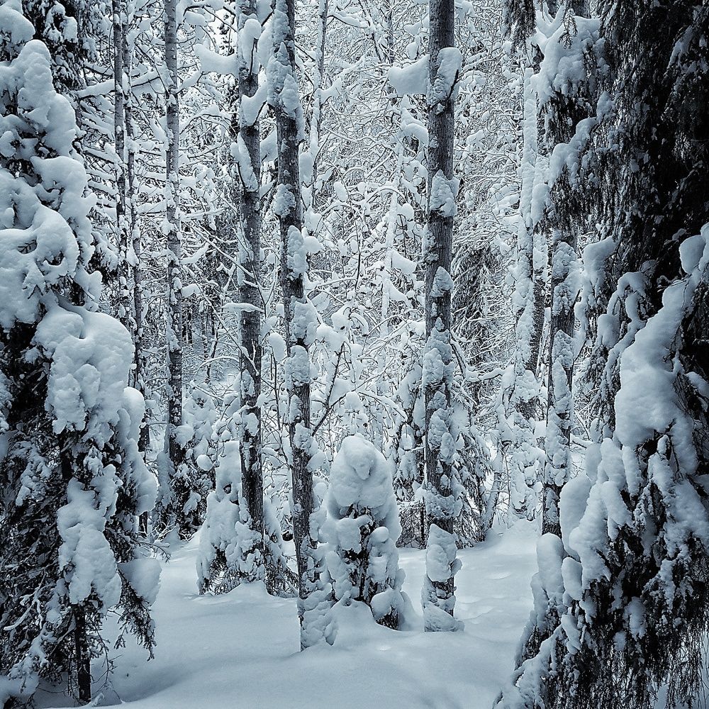 Снежный человек