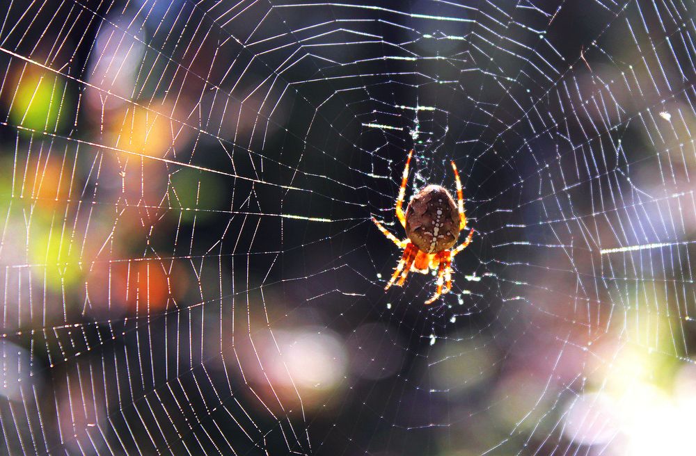 Утренняя охота