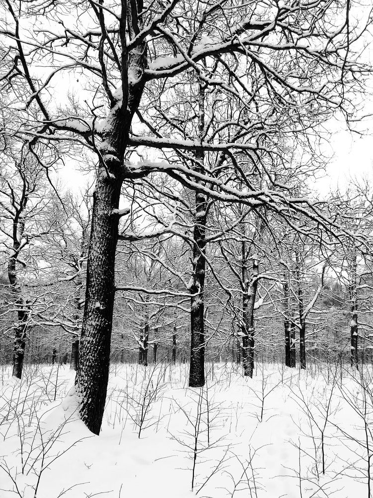 Photograph by Екатерина Чижевская