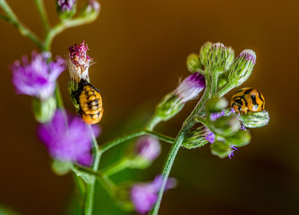 Photograph by Vimukthi Indrajith Embuldeniya