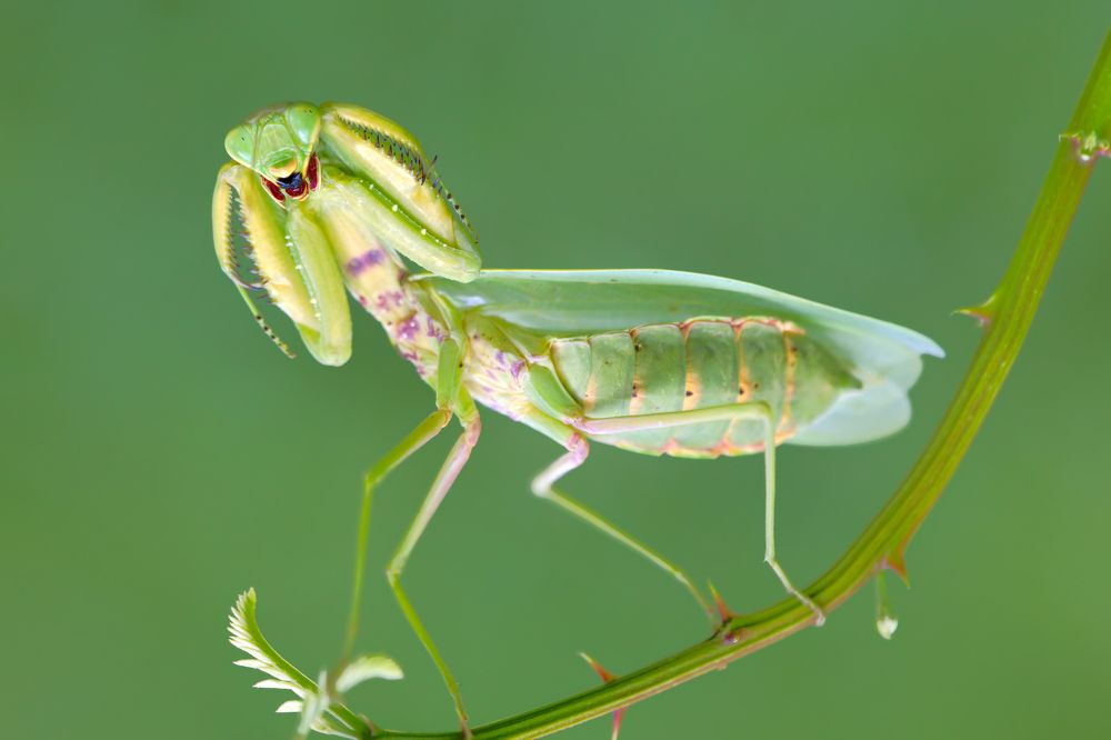 Photograph by Soheil Shahbazi