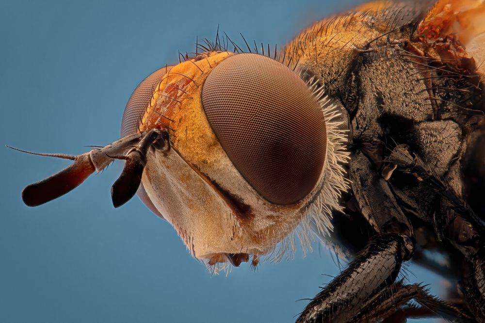 Photograph by Soheil Shahbazi