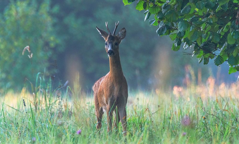 Я тебя вижу !