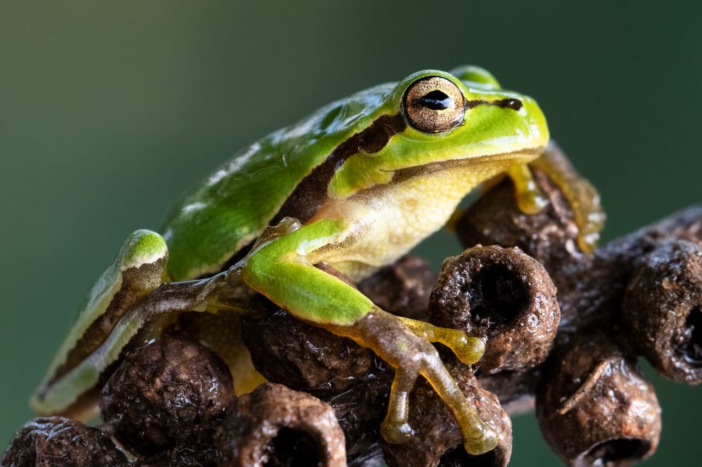 Photograph by Soheil Shahbazi