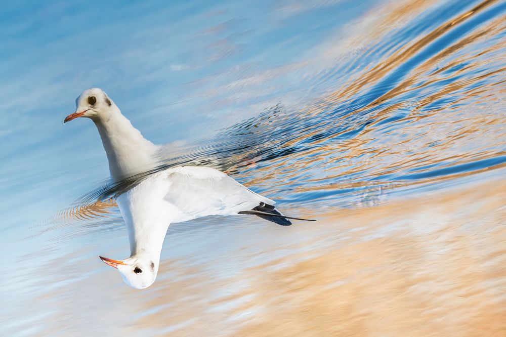 Photograph by Soheil Shahbazi