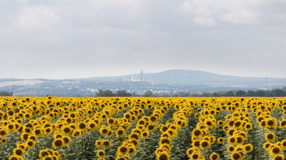 Подсолнухи на Девичьих Горках