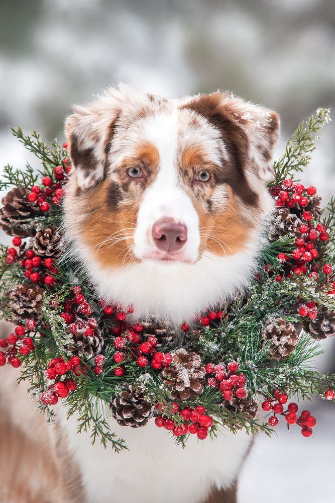 Фотография автора Анна Вильховая