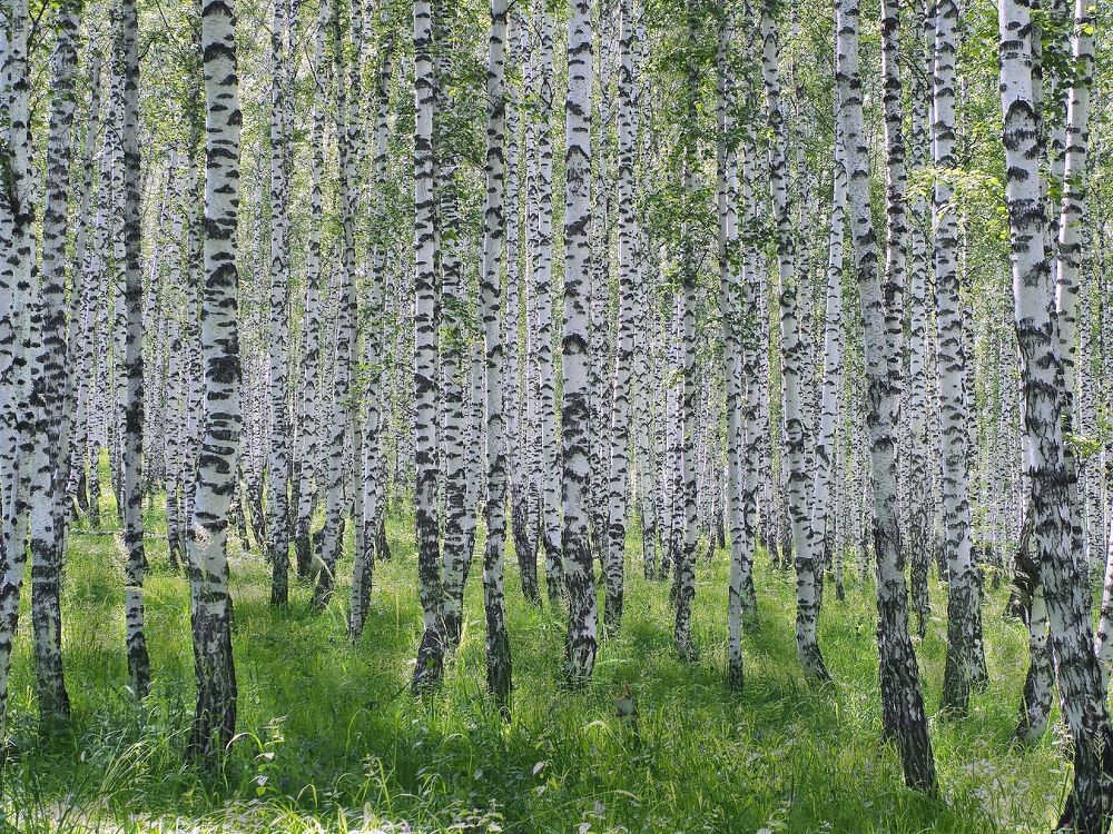 Photograph by Александр Баран