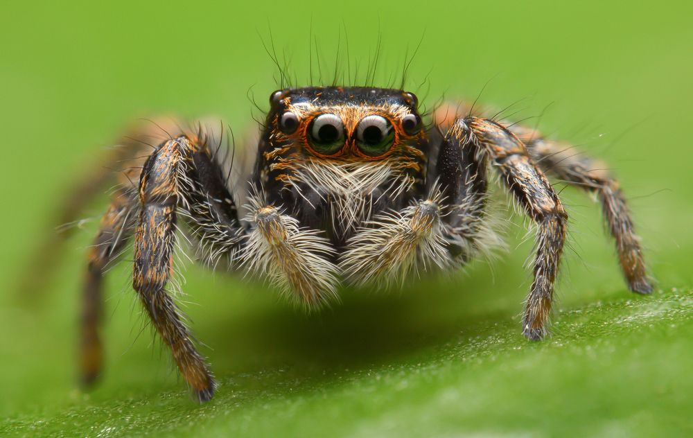 Photograph by Soheil Shahbazi