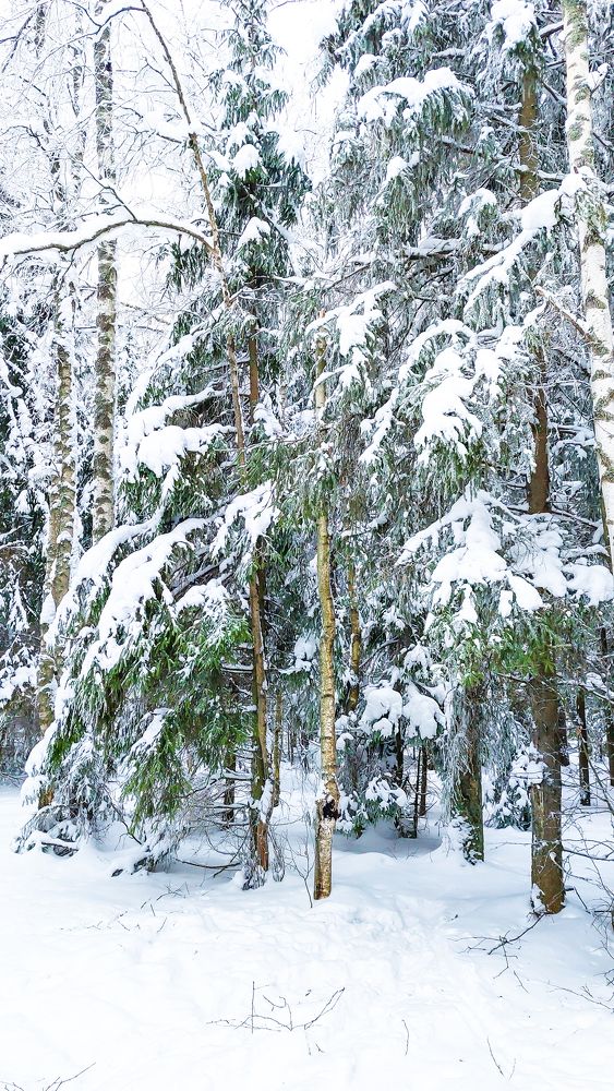 Фотография автора Сергей Никишин