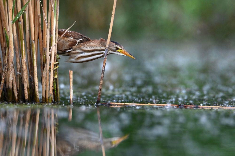 Охота малой выпи