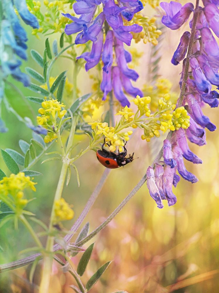 Photograph by Юлия Быкова