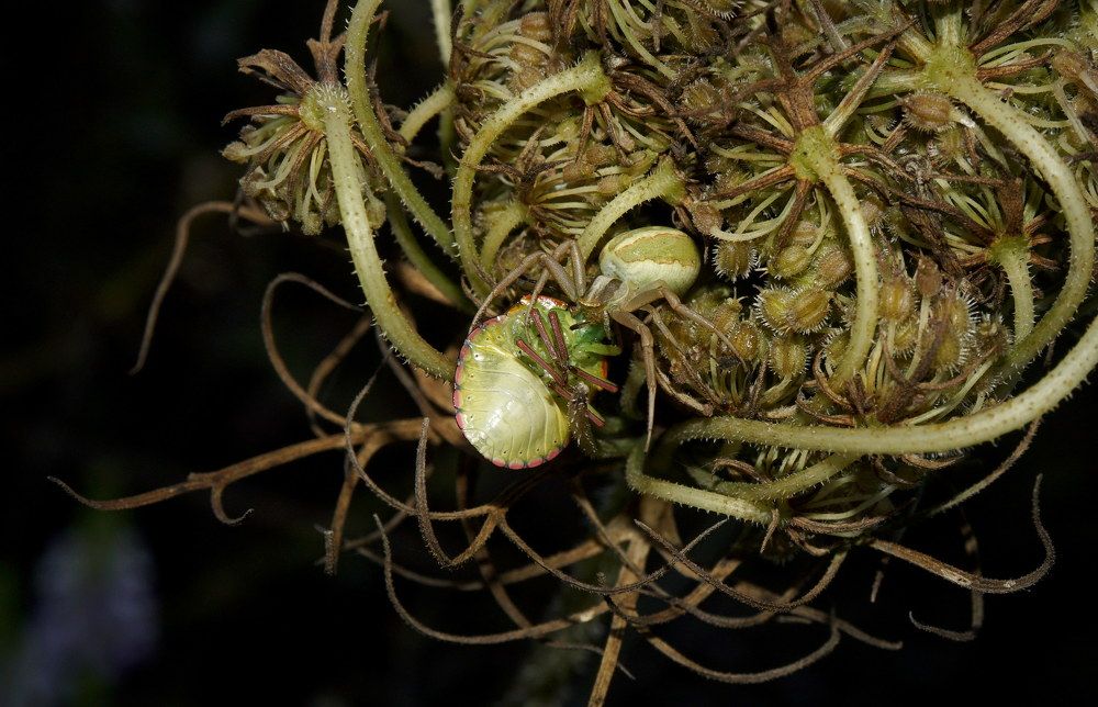 Photograph by Ави Христова