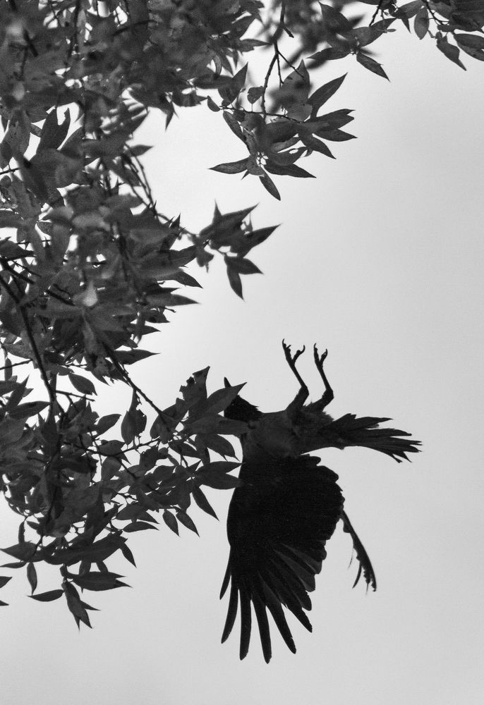 Photograph by Серафим Бударин