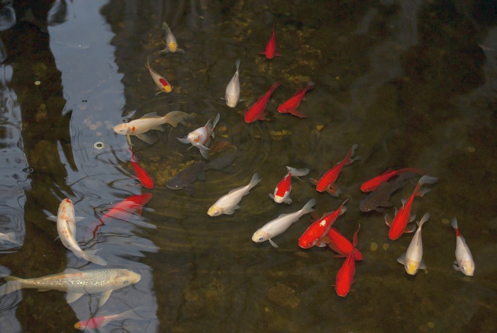 Photograph by Лилия Потравнова