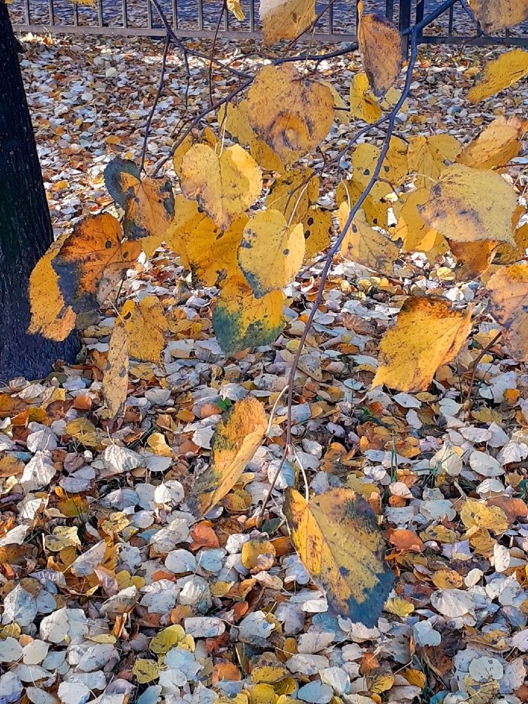 Photograph by Евгения Ульянова