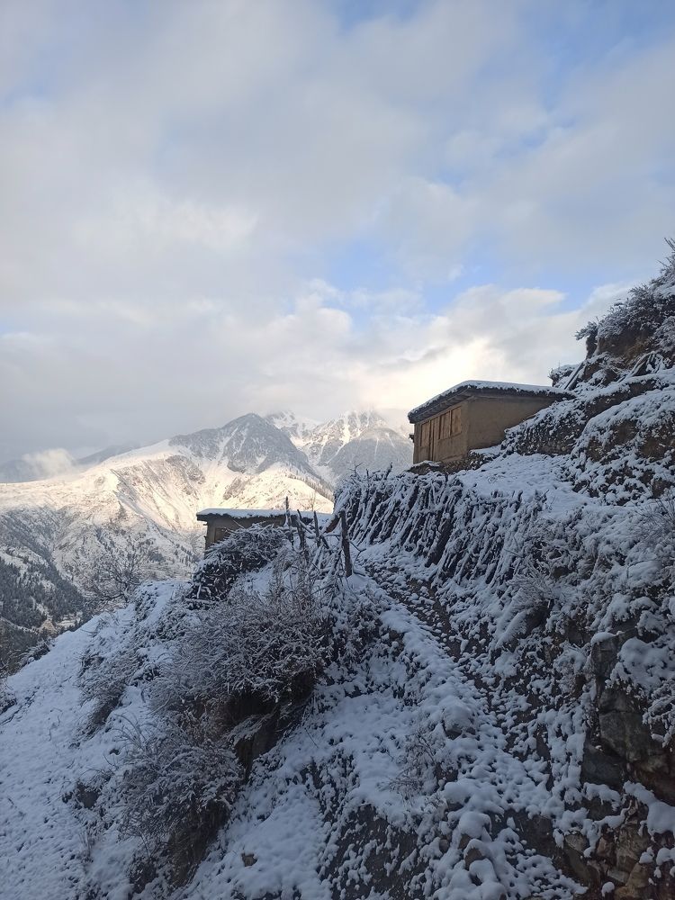 Nature under snow