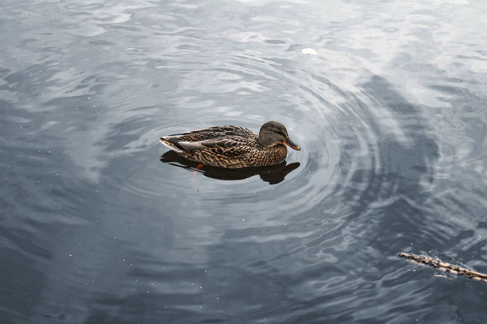 Photograph by Андрей Астафьев