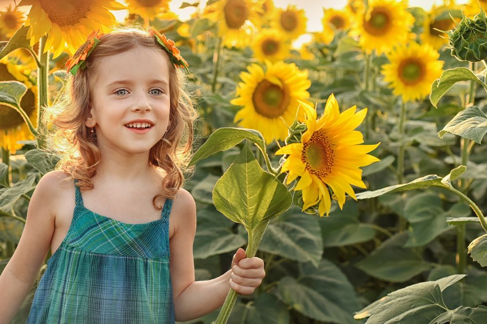 ПОДСОЛНУХИ