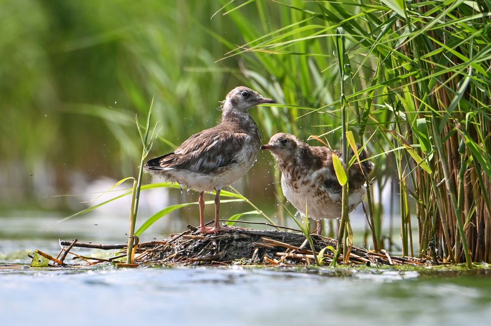 Photograph by Чернобай Анна