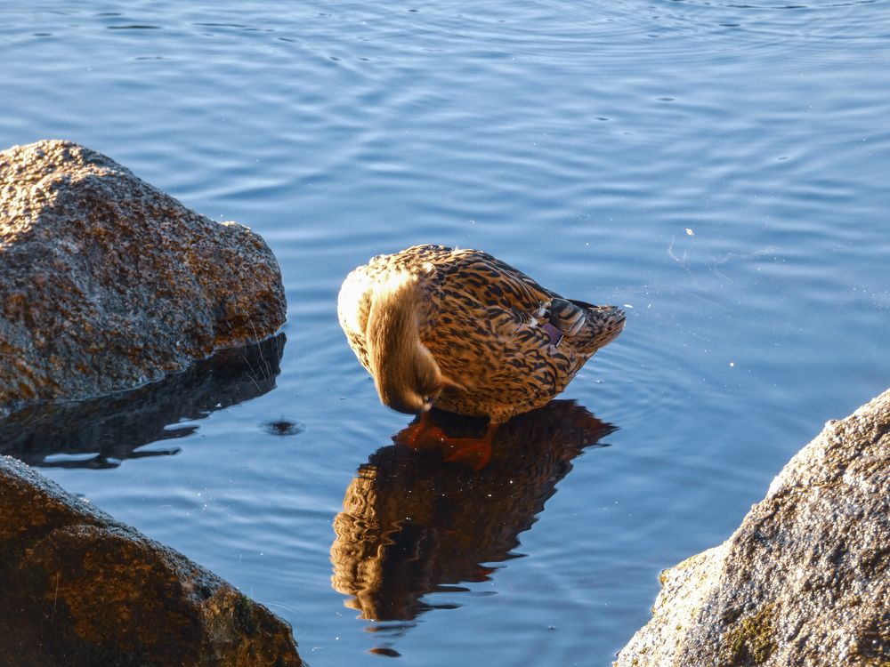 Фотография автора Michael Gault