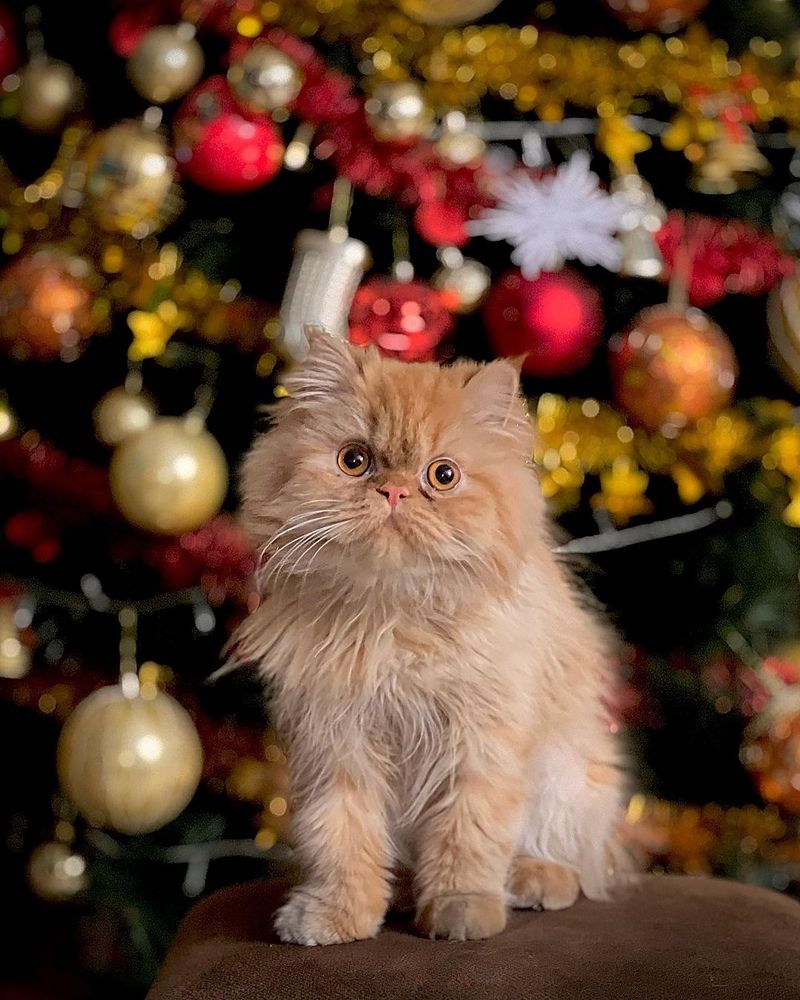 Фотография автора Sasani Behrouz