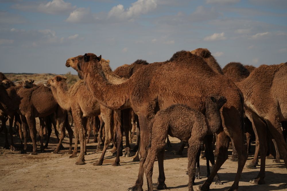 Baby camel