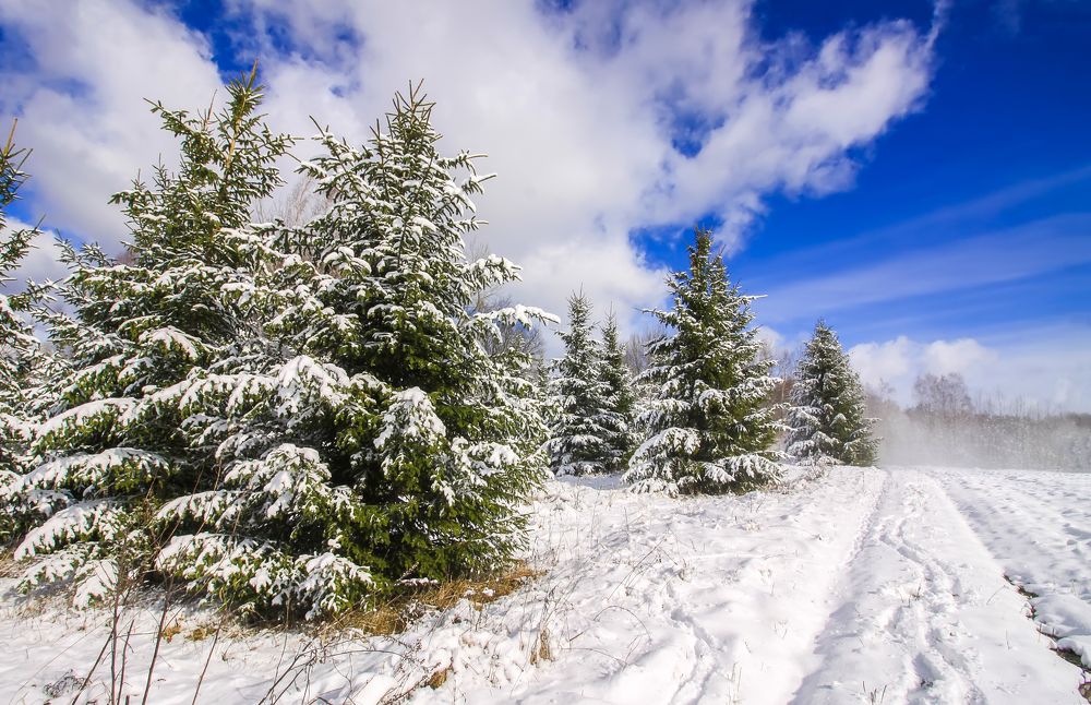 Photograph by Olga S