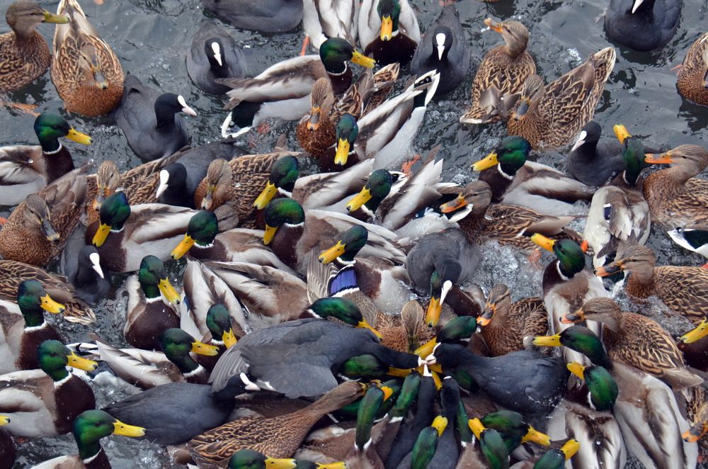 В большой семье не щелкай клювом.